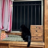 外を眺める黒猫1