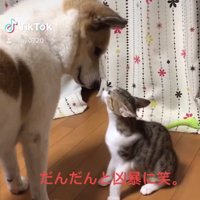 鼻と鼻を近づけている犬と猫