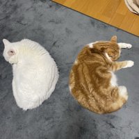背中を向け合って寝る猫