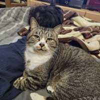 赤ちゃんの後ろにいる猫