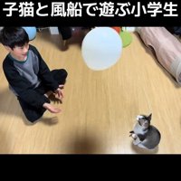 見上げる子猫