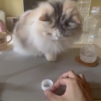 ペットボトルの蓋を弾こうとする飼い主さんの手