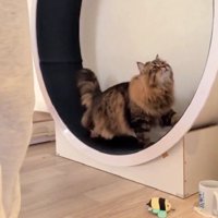 キャットホイールを使う猫