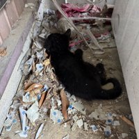 壁と壁の間にうずくまる子猫