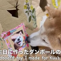 段ボールに入った空ちゃんと覗くももちゃん