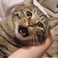 ママさんに爪を切られるキジトラ猫