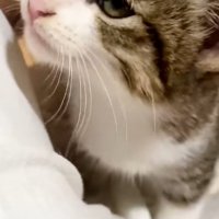 人の上に座っている子猫