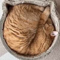 ニャンモナイト（手を爪とぎベッドの猫耳にはめてよりぎっちりはまっている）