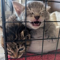 下を向いている子猫と鳴く子猫