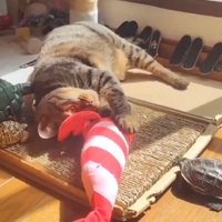 ぬいぐるみで遊ぶ猫
