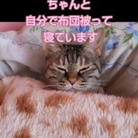 布団をかぶった猫