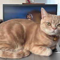 クリームタビーの猫
