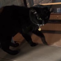 ベランダに出た猫