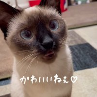 「にゃあん」と答える猫