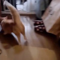 1階まで駆け下りた猫