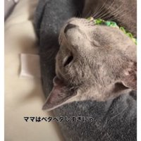 膝にいる猫