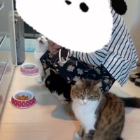 お返事する猫