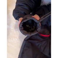ダウンジャケットの袖の中にいる猫
