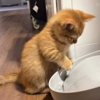 右手を伸ばす猫