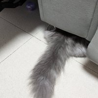 隠れる猫