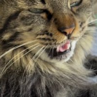 小さな声で飼い主に鳴き声をあげる猫