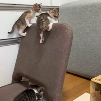 座椅子で遊ぶ子猫たち
