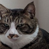 爪とぎベッドから視線を送るキジ白猫のアップ