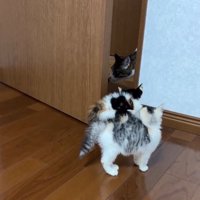 顔を背ける猫