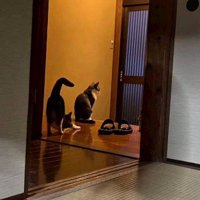 行儀よく座る猫と伸びをする猫