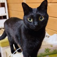 棚の上に立つ黒猫