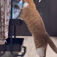 ビックリしている猫