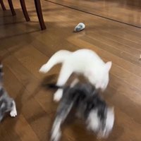 スライディングする子猫たち
