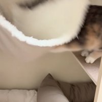 ハンモックに衝突する子猫