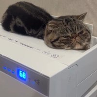 猫が乗った空気清浄機
