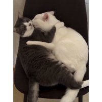 室内にいる猫