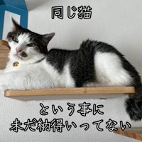 ステップに顔を乗せる猫