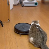 掃除ロボを攻撃する猫2