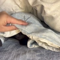 眠そうな猫