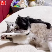 先住猫とプロレスをする子猫