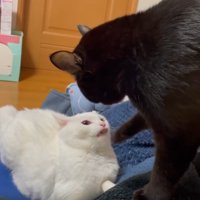 ケンカをしている2匹の猫