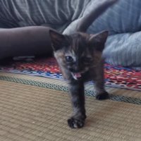 飼い主のほうに歩いてくる子猫