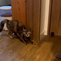 緊張してしっぽがふくらんでいる猫