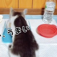 喋りながらウェットフードを食べる子猫