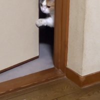 ドアに前足をかけて隙間を広げる猫