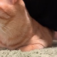 鳴き声を出す猫