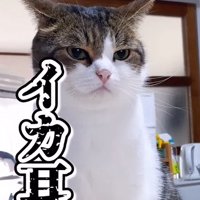 イカ耳になる猫