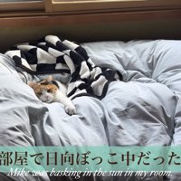 日向ぼっこ中のミケ