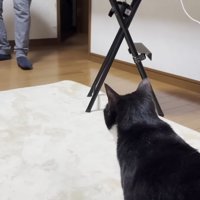 猫の後頭部