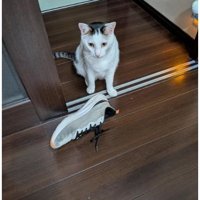 猫と靴