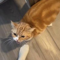 洗面所のドア付近で怒った顔をしている猫「やだよ」